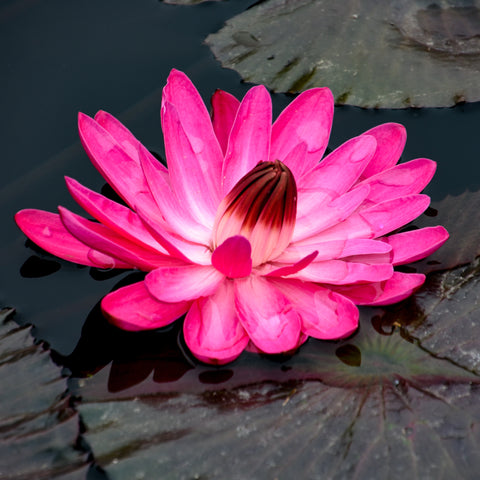 WATER LILIES