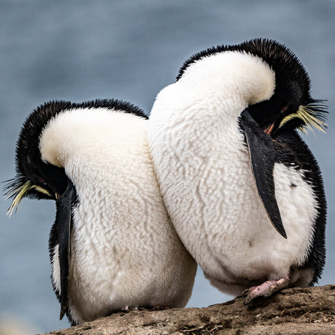 PUFFINS AND PENGUINS