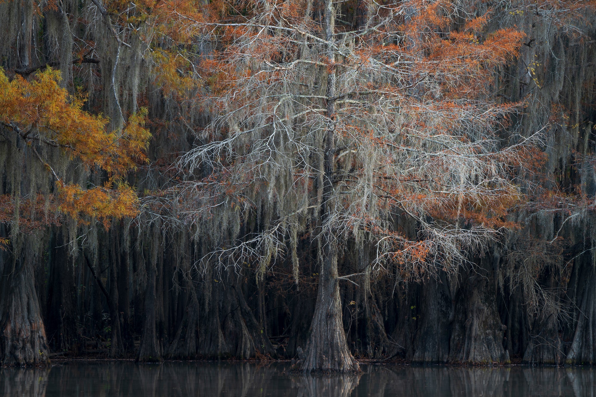 Bald Cypress Swamp Series 8– susangsmithphotography