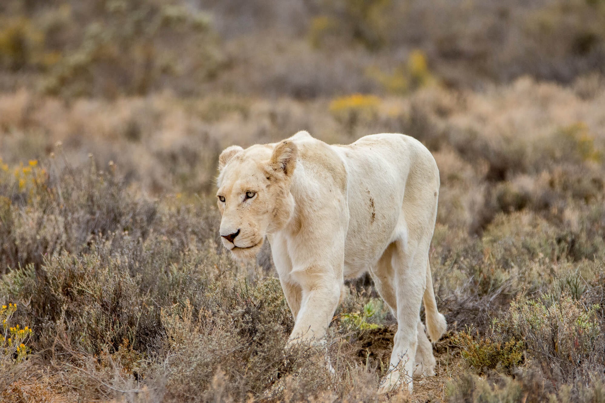 Lions On The Prowl